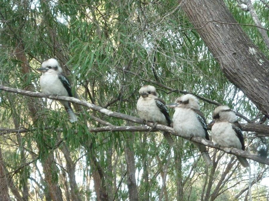 Kookaburra Laughing-017.JPG